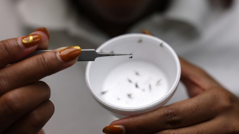 一键改写蚊子基因,年夺命60万瘟疫有望封存